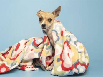 POPPI -  Chihuahua Dog for Adoption in Phoenix, Arizona - POPPI | PetCurious