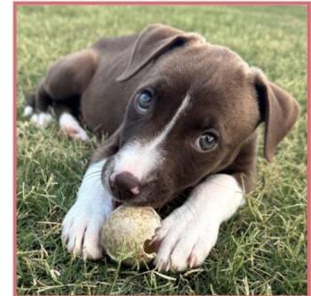 Pebble -  Labrador Retriever and Boxer Dog for Adoption in Copiague, New York - Pebble | PetCurious