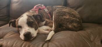 Australian Cattle Dog Blue Heeler and Boxer Dogs Available for Adoption in Alliance, Ohio - Bindi-Lou | PetCurious