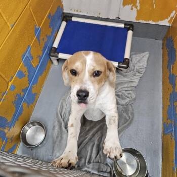 Buck -  Beagle Dog for Adoption in Ridgely, Maryland - Buck | PetCurious