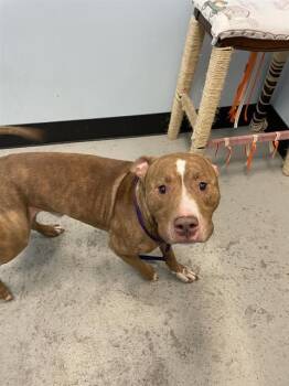 Staffordshire Bull Terrier Dogs Available for Adoption in Palmetto, Florida - OCEAN | PetCurious