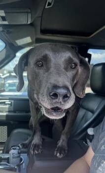 JAXON -  Weimaraner Dog for Adoption in San Antonio, Texas - JAXON | PetCurious