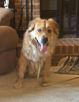 Golden Retriever Dogs Available for Adoption in East Haddam, Connecticut - Varsity | PetCurious