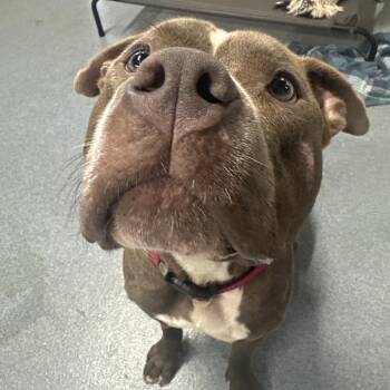 Teddy -  Mixed Breed Dog for Adoption in Gainesville, Florida - Teddy | PetCurious