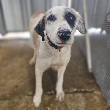 Great Pyrenees Dogs Available for Adoption in Baldwin, Maryland - Diego | PetCurious