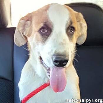 Jumba in TN - Loves Chicken Nuggets -  Great Pyrenees and Mastiff Dog for Adoption in Beacon, New York - Jumba In TN - Loves Chicken Nuggets | PetCurious