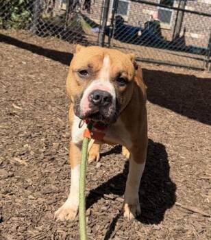 Aprium -  Mixed Breed Dog for Adoption in Chamblee, Georgia - Aprium | PetCurious