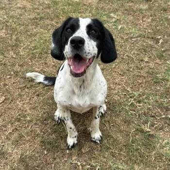 Cocker Spaniel Dogs Available for Adoption in Leesburg, Georgia - Spark | PetCurious