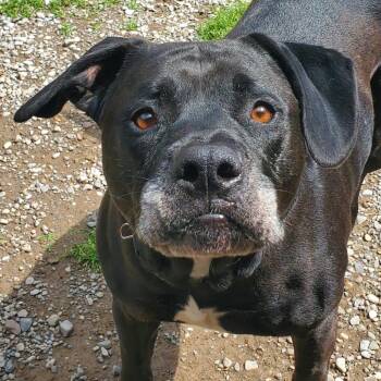 Moon -  Pit Bull Terrier and Mixed Breed Dog for Adoption in Fairport, New York - Moon | PetCurious