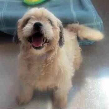 Ozzie 22499 -  Shih Tzu and Mixed Breed Dog for Adoption in Cumming, Georgia - Ozzie 22499 | PetCurious
