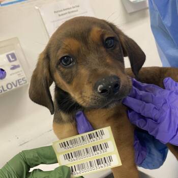 Carl Gallagher -  Mixed Breed Dog for Adoption in Charleston, West Virginia - Carl Gallagher | PetCurious