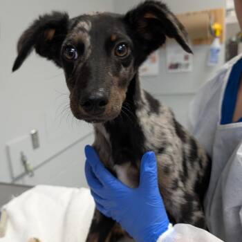 Jonas -  Cattle Dog and Mixed Breed Dog for Adoption in Greenville, South Carolina - Jonas | PetCurious