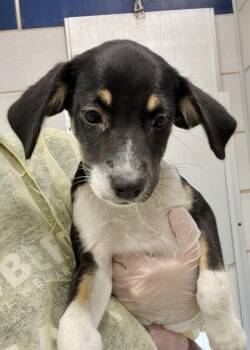 Rue-Rue -  Labrador Retriever and Mixed Breed Dog for Adoption in Morristown, New Jersey - Rue-Rue | PetCurious