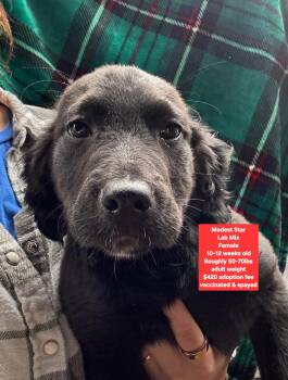 Black Labrador Retriever Dogs Available for Adoption - Modest Star | PetCurious
