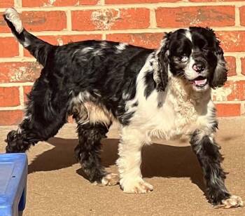 Bandit M 26099 -  Cocker Spaniel Dog for Adoption in Parker, Colorado - Bandit M 26099 | PetCurious