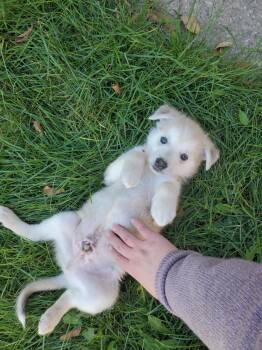 Rescue Mixed Breed Dogs for Adoption in Saskatoon, Saskatchewan - Toad | PetCurious