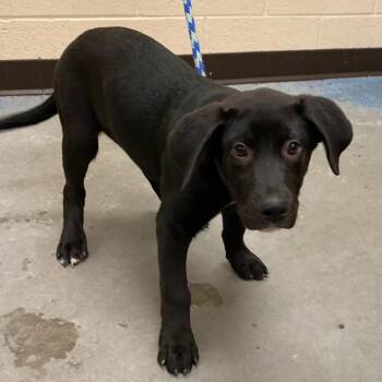 Mixed Breed Dogs Available for Adoption in Memphis, Tennessee - SERGIO | PetCurious