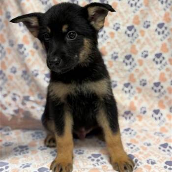 Yoda -  German Shepherd Dog Dog for Adoption in Mount Carroll, Illinois - Yoda | PetCurious