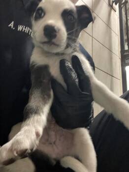 Australian Cattle Dog Blue Heeler Dogs Available for Adoption - BRAYDEN | PetCurious