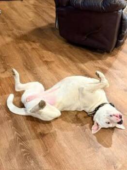 Bull Terrier Dogs Available for Adoption in Rutherfordton, North Carolina - Luna (Courtesy Post) | PetCurious