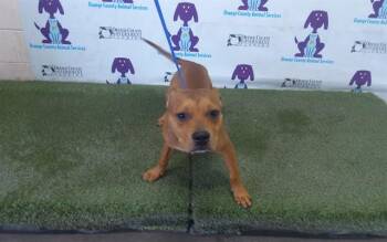 Pit Bull Terrier Dogs Available for Adoption - FORD | PetCurious