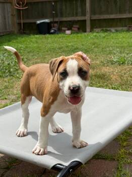 Pit Bull Terrier Dogs Available for Adoption in Yonkers, New York - Sugar | PetCurious