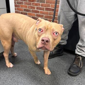 Googly -  Mixed Breed Dog for Adoption in Allentown, Pennsylvania - Googly | PetCurious
