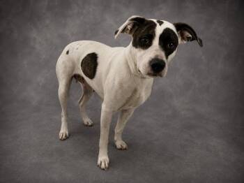 LITTLE GIRL -  American Bulldog and Mixed Breed Dog for Adoption in Winter Haven, Florida - LITTLE GIRL | PetCurious