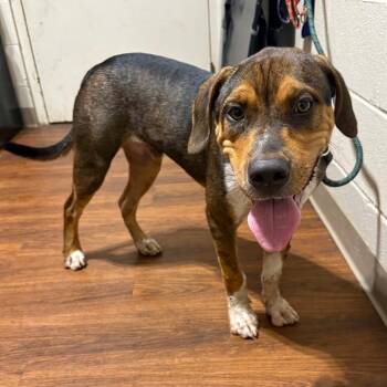 Ruger -  Mixed Breed Dog for Adoption in Milton, Florida - Ruger | PetCurious