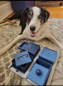 Rescue Border Collie Dogs for Adoption in Richmond, Virginia - LOKI - COURTEST LISTING | PetCurious