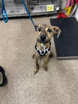 Lexus -  Mixed Breed Dog for Adoption in Fruit Heights, Utah - Lexus | PetCurious
