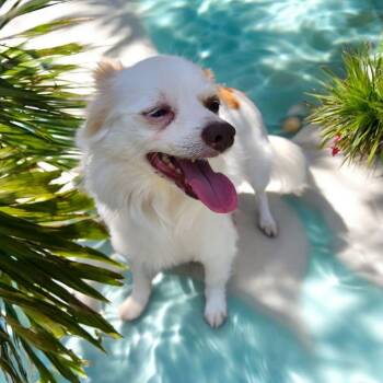 Rescue Papillon Dogs for Adoption in Lorida, Florida - Kevin | PetCurious