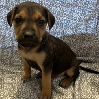 English Bulldog and Mixed Breed Dogs Available for Adoption in Eastford, Connecticut - NY Sheldon AvaIl Apr 18 (Tractor Supply Patterson NY) | PetCurious