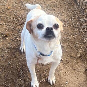 Rescue Pug Dogs for Adoption in Normal, Illinois - Rufus | PetCurious