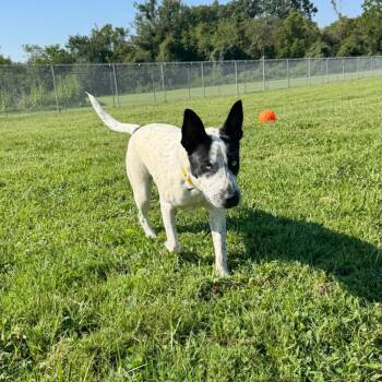 Louie -  Mixed Breed Dog for Adoption in Hendersonville, North Carolina - Louie | PetCurious