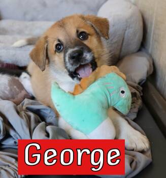 George -  Australian Cattle Dog Blue Heeler Dog for Adoption in Fort Worth, Texas - George | PetCurious