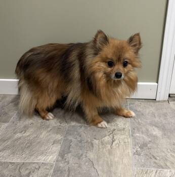 Bucky -  Pomeranian Dog for Adoption in Grant, Nebraska - Bucky | PetCurious