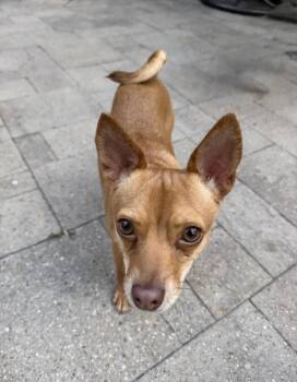 Chihuahua Dogs Available for Adoption in Richmond, Texas - Livvy | PetCurious