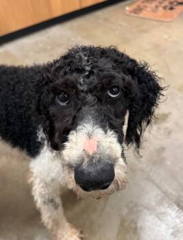 Forest -  Standard Poodle Dog Available for Adoption in Yankton, South Dakota - Forest | PetCurious