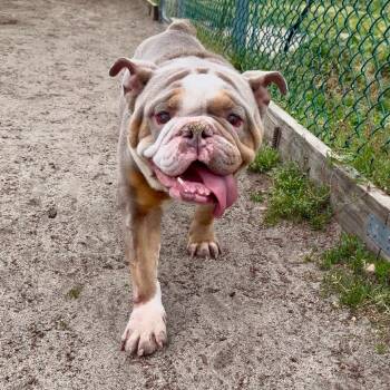 English Bulldog Dogs Available for Adoption in Belmar, New Jersey - Rubble | PetCurious