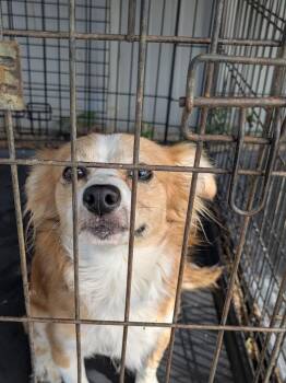 Rooster -  Chihuahua and Papillon Dog for Adoption in Brownwood, Texas - Rooster | PetCurious