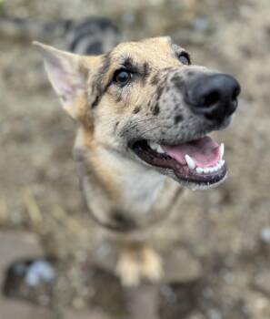 Rescue German Shepherd Dog Dogs for Adoption in Washington, Missouri - Duke | PetCurious