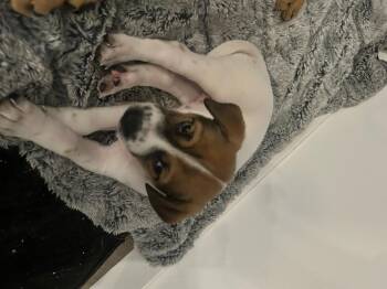 Mixed Breed Dogs Available for Adoption - Smores | PetCurious