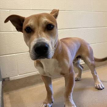Mixed Breed Dogs Available for Adoption in Asheville, North Carolina - Croissant | PetCurious