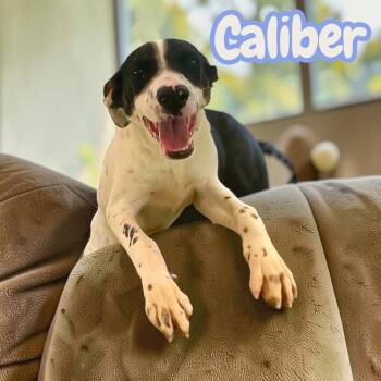 Caliber - sweet, curious and snuggly -  English Setter and Shepherd Dog for Adoption in Chuckey, Tennessee - Caliber - Sweet, Curious And Snuggly | PetCurious