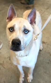 Harlow -  Husky and Mixed Breed Dog for Adoption in Bowling Green, Kentucky - Harlow | PetCurious