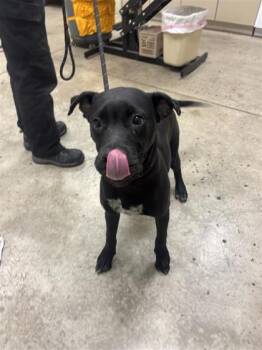 Rescue Pit Bull Terrier and Mixed Breed Dogs for Adoption in Hutchinson, Kansas - Kane | PetCurious