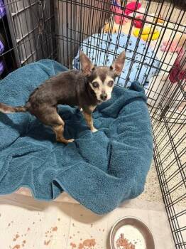 Chihuahua Dogs Available for Adoption - Padre | PetCurious