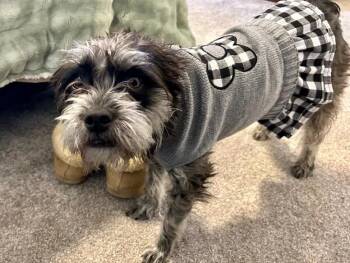 Rescue Miniature Schnauzer and Poodle Dogs for Adoption in Georgetown, California - Rizzo | PetCurious