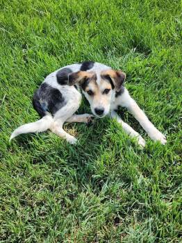DUNCAN -  Australian Cattle Dog Blue Heeler Dog for Adoption in Broomfield, Colorado - DUNCAN | PetCurious